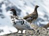 Rock Ptarmigan (Lagopus Muta) ©WikiC
