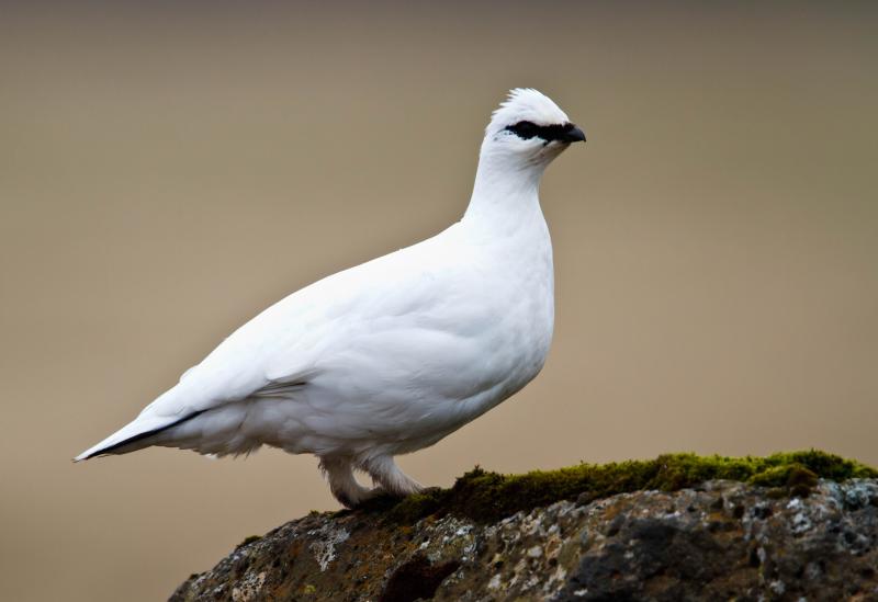 Rock Ptarmigan (Lagopus Muta) in winter plumage ©WikiC