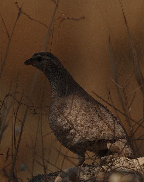 See-see Partridge (Ammoperdix griseogularis) ©WikiC