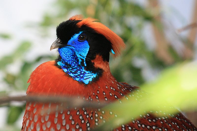 Temminck’s Tragopan (Tragopan temminckii) ©WikiC