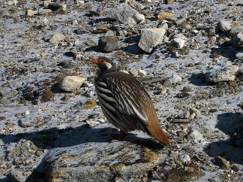 Tibetan Snowcock (Tetraogallus tibetanus) ©WikiC