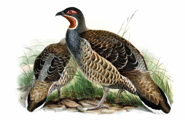 Verreaux's Monal-Partridge (Tetraophasis obscurus) ©Drawing WikiC