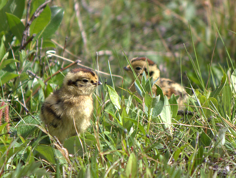 Willow Ptarmigan (Lagopus lagopus) ©WikiC chicks