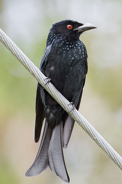 Spangled Drongo (Dicrurus bracteatus) ©WikiC