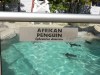 African Penguin (Spheniscus demersus) at Lowry Park Zoo -Sign