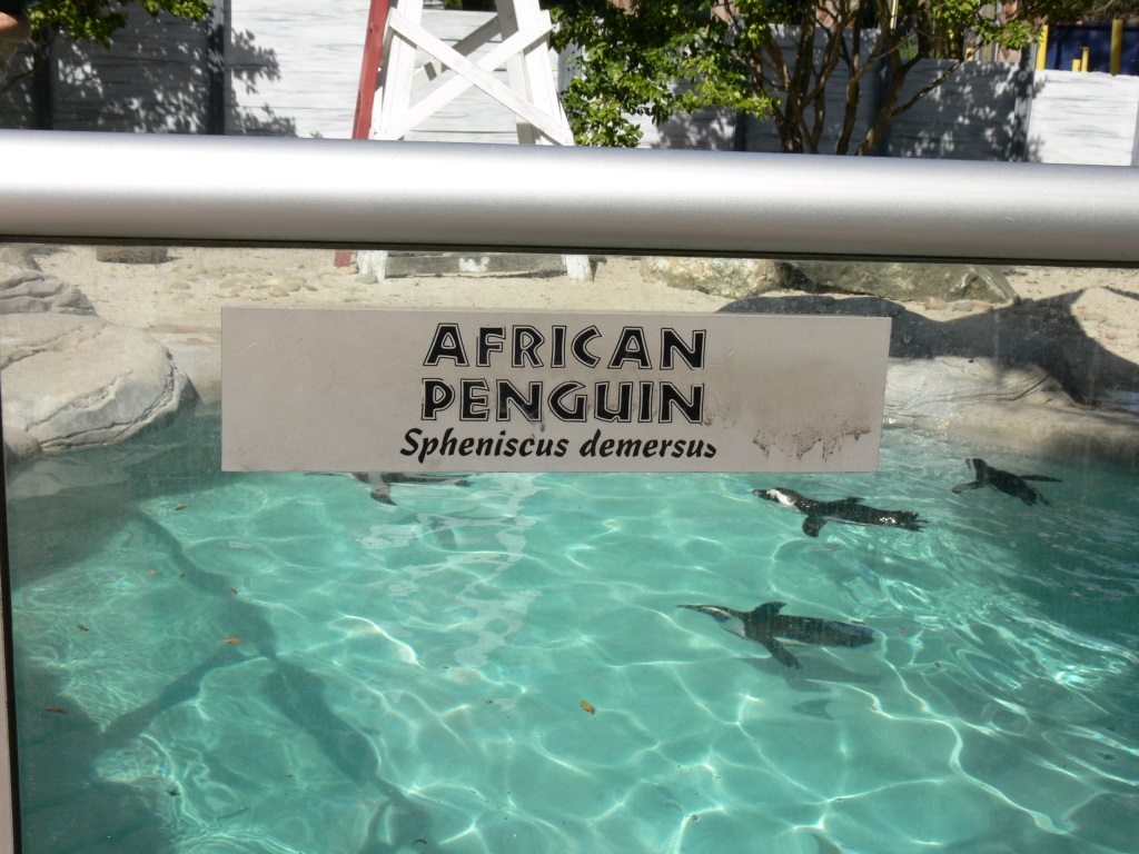African Penguin (Spheniscus demersus) at Lowry Park Zoo -Sign