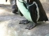 African Penguin with cool feet