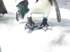 African Penguin with cool feet