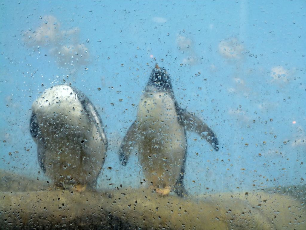 Gentoo Penguin (Pygoscelis papua ellsworthi) at Riverbanks Zoo