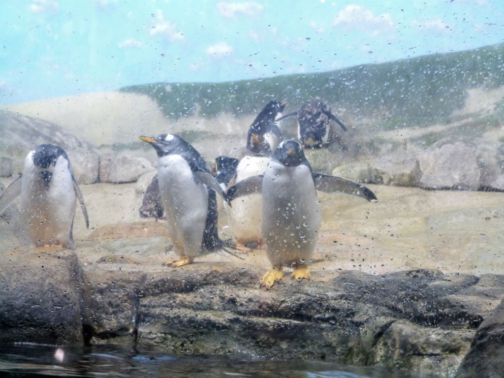 Gentoo Penguin (Pygoscelis papua ellsworthi) at Riverbanks Zoo