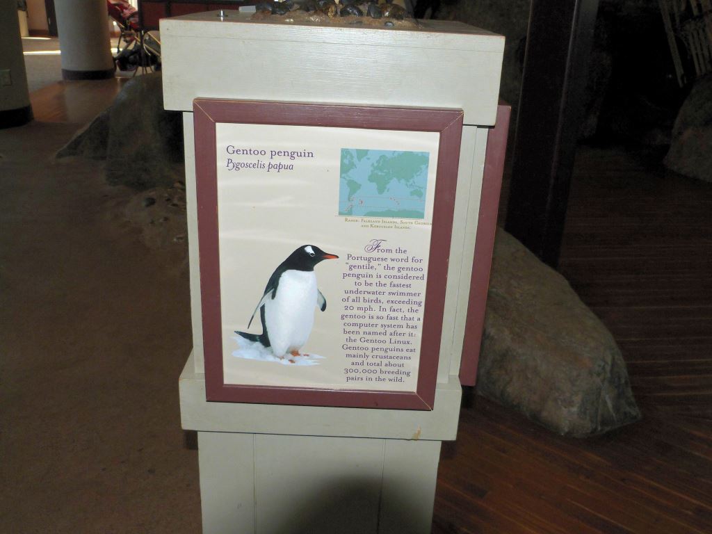 Gentoo Penguin (Pygoscelis papua ellsworthi) Sign at Riverbanks Zoo