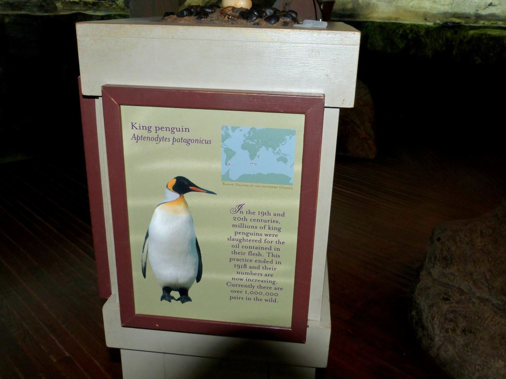 King Penguin (Aptenodytes patagonicus)Sign at Riverbanks Zoo