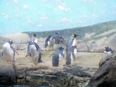 Penguins - Gentoo Front-King Middle-Rockhoopers Back