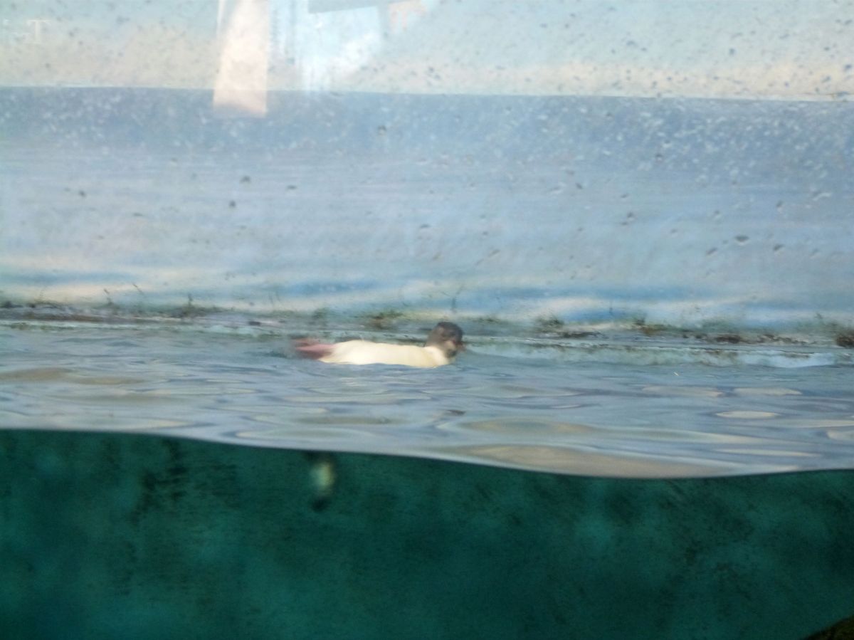 Southern Rockhopper Penguin (Eudyptes chrysocome chrysocome) at RBZ