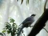 Azure-winged Magpie (Cyanopica cyanus)