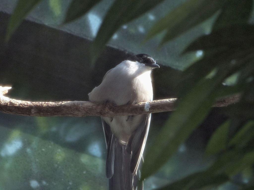 Azure-winged Magpie (Cyanopica cyanus)