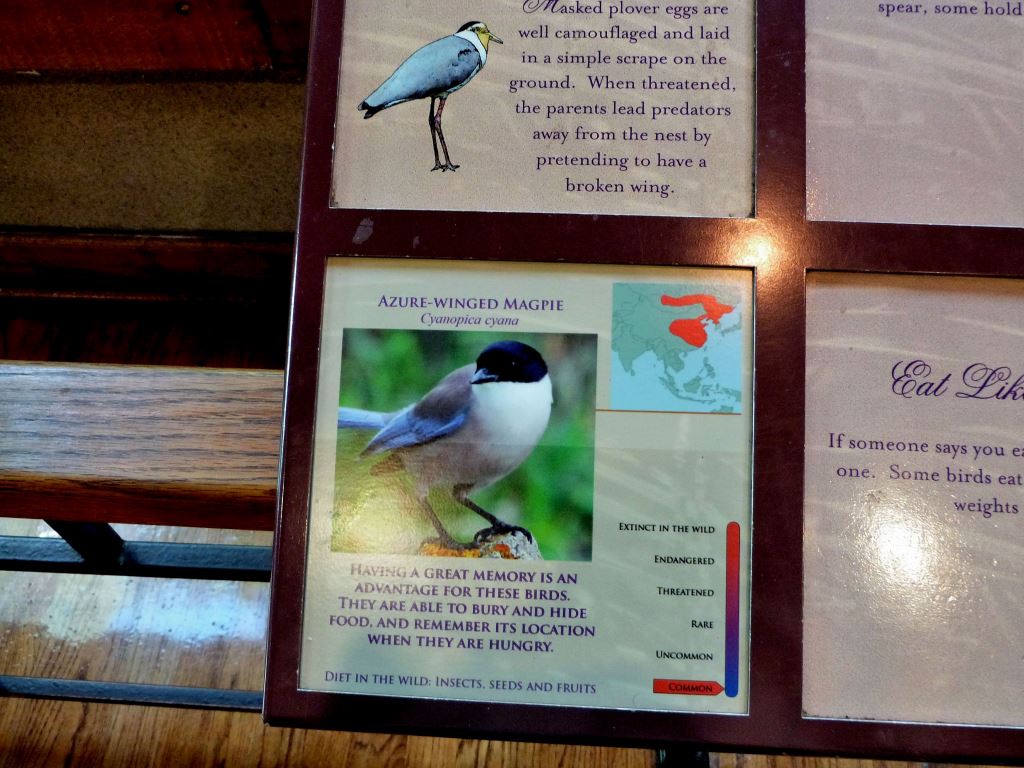 Azure-winged Magpie (Cyanopica cyanus) Sign