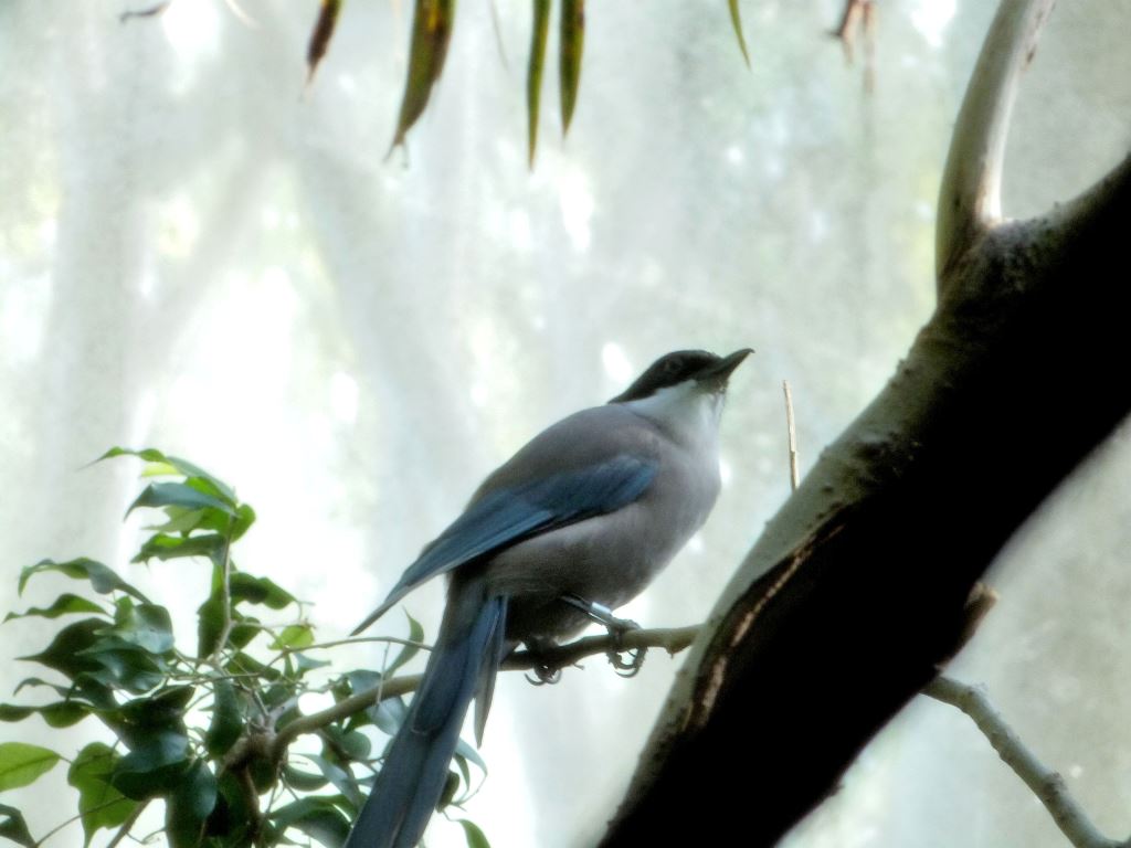 Azure-winged Magpie (Cyanopica cyanus)by Lee at RBZ