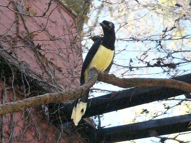 Plush-crested Jay Cyanocorax chrysops at MZ