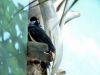 Plush-crested Jay (Cyanocorax chrysops) by Lee at RBZ
