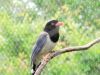 Red-billed Blue Magpie (Urocissa erythrorhyncha) by Dan at Memphis Zoo