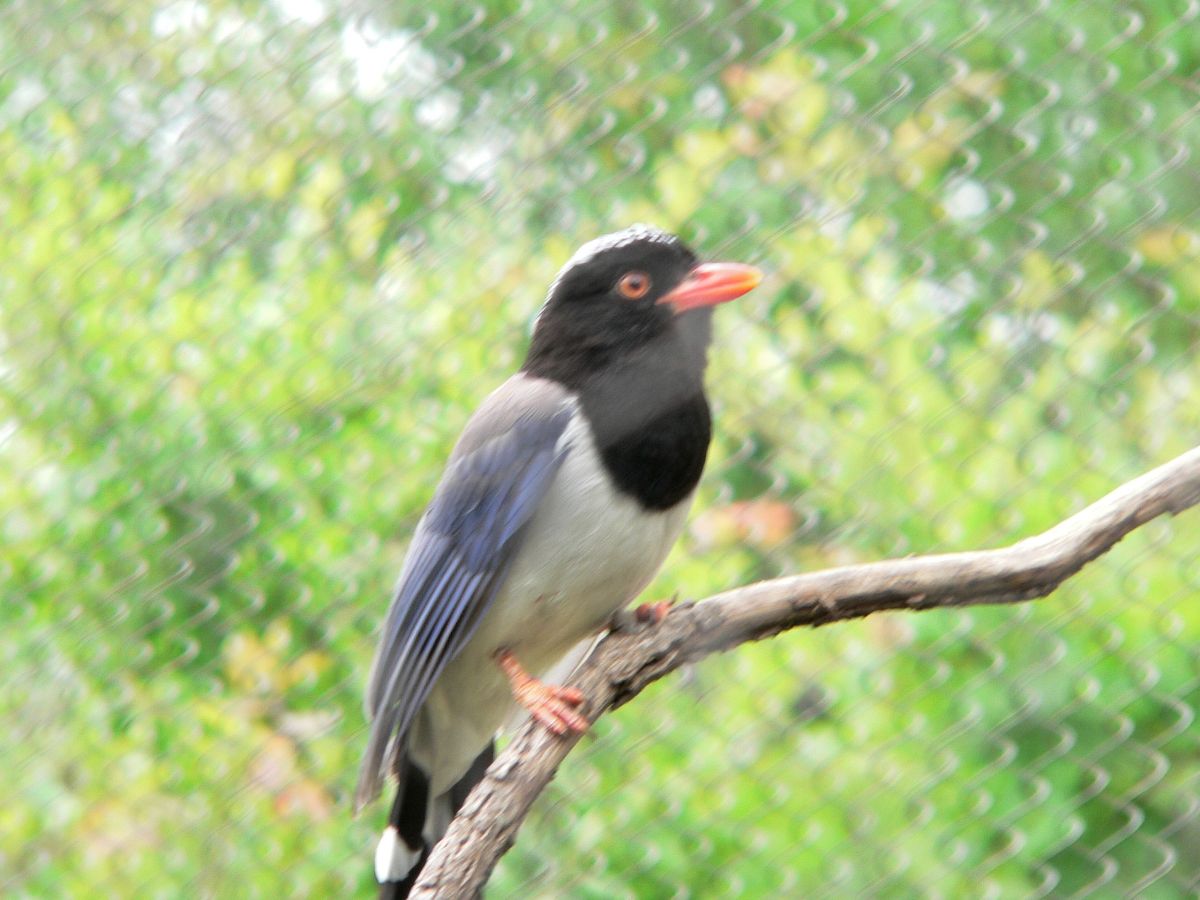 Red-billed Blue Magpie (Urocissa erythrorhyncha) by Dan at Memphis Zoo