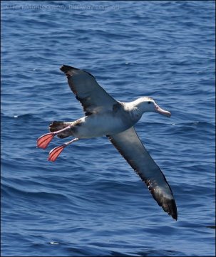 Wandering Albatross (Diomedea exulans) by Ian