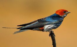 Heaven’s New Jerusalem and Birds – Jasper&nbsp;II