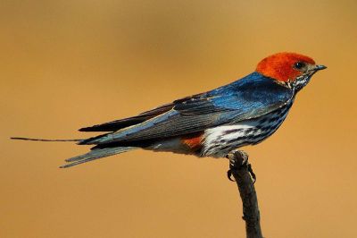 Lesser Striped Swallow (Cecropis abyssinica) ©WikiC