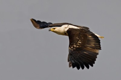 African Fish Eagle (Haliaeetus vocifer) by Africaddict
