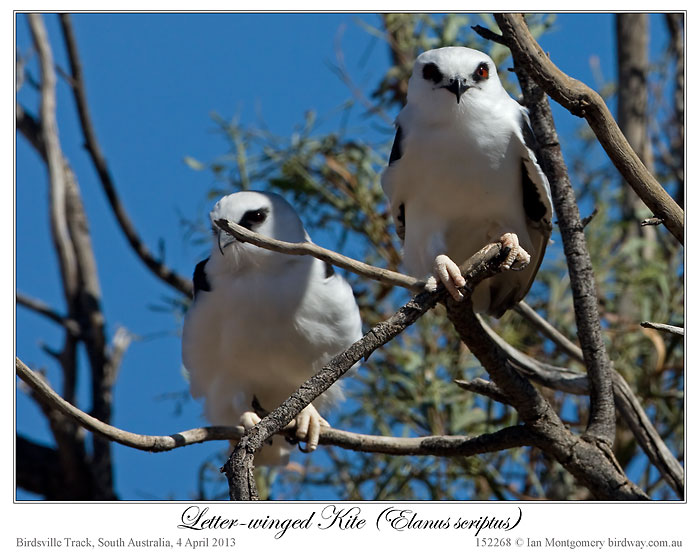 Letter-winged Kite (Elanus scriptus) by Ian 1