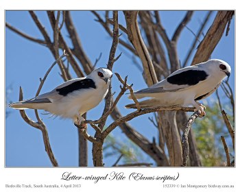 Letter-winged Kite (Elanus scriptus) by Ian 2 Letter-winged Kite (Elanus scriptus) by Ian 2