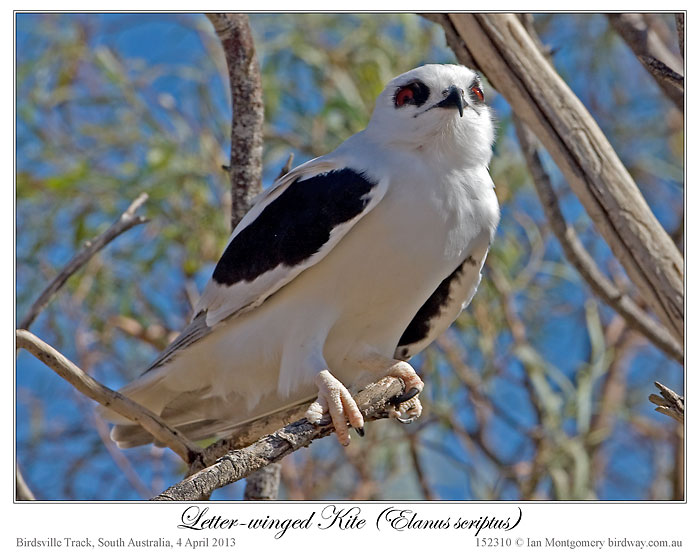 Letter-winged Kite (Elanus scriptus) by Ian 3