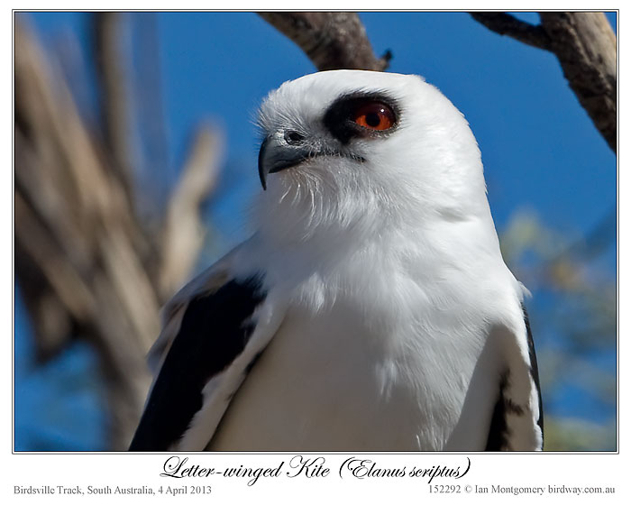 Letter-winged Kite (Elanus scriptus) by Ian 4