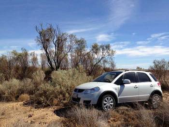 Letter-winged Kite (Elanus scriptus) by Ian 5 Letter-winged Kite (Elanus scriptus) by Ian 5