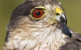 Sunday Inspiration –&nbsp;Hawks