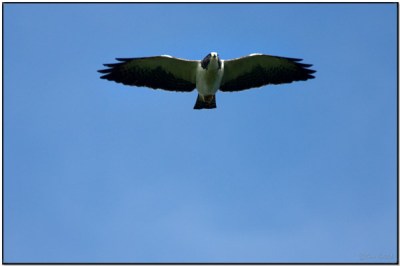 Short-tailed Hawk (Buteo brachyurus) by Daves BirdingPix