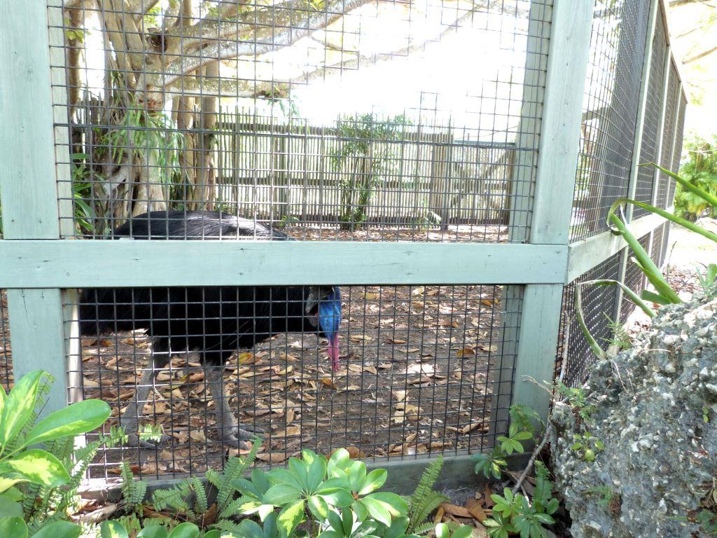 (Double Wattled) Southern Cassowary (Casuarius casuarius) at Zoo Miami by Lee