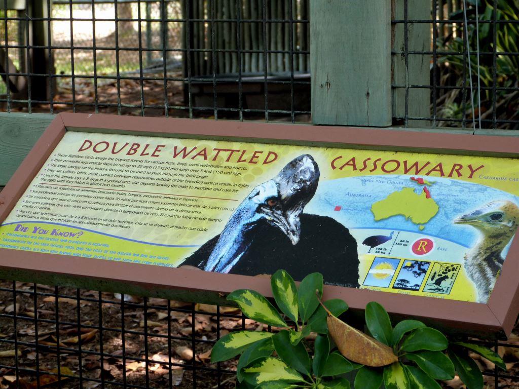 (Double Wattled) Southern Cassowary (Casuarius casuarius) at Zoo Miami by Lee