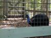 (Double Wattled) Southern Cassowary (Casuarius casuarius) at Zoo Miami by Lee