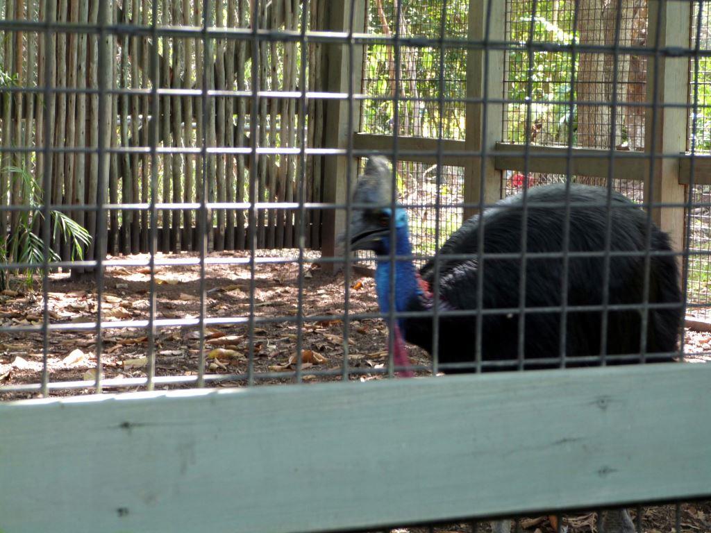 (Double Wattled) Southern Cassowary (Casuarius casuarius) at Zoo Miami by Lee