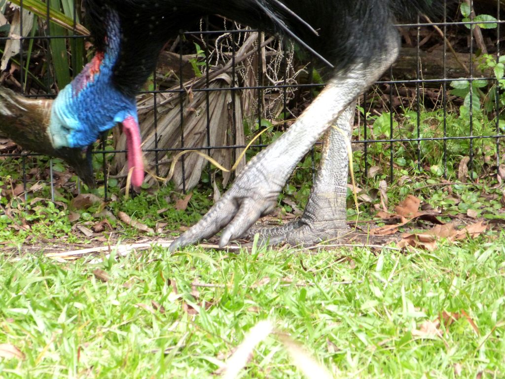 Southern Cassowary (Casuarius casuarius) Brevard Zoo by Lee