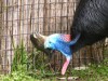 Southern Cassowary (Casuarius casuarius) Brevard Zoo by Lee