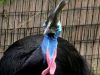 Southern Cassowary (Casuarius casuarius) Brevard Zoo by Lee