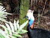 Southern Cassowary (Casuarius casuarius) Brevard Zoo by Lee