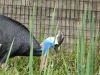 Southern Cassowary (Casuarius casuarius) Brevard Zoo by Lee