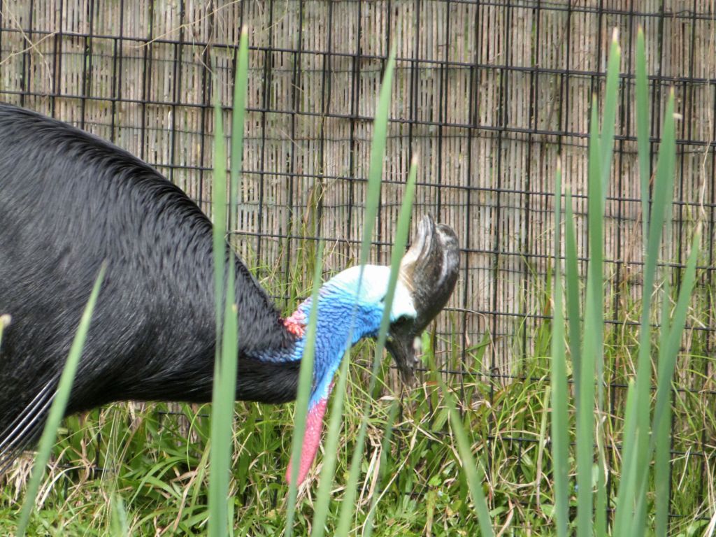 Southern Cassowary (Casuarius casuarius) Brevard Zoo by Lee
