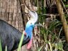 Southern Cassowary (Casuarius casuarius) Brevard Zoo by Lee