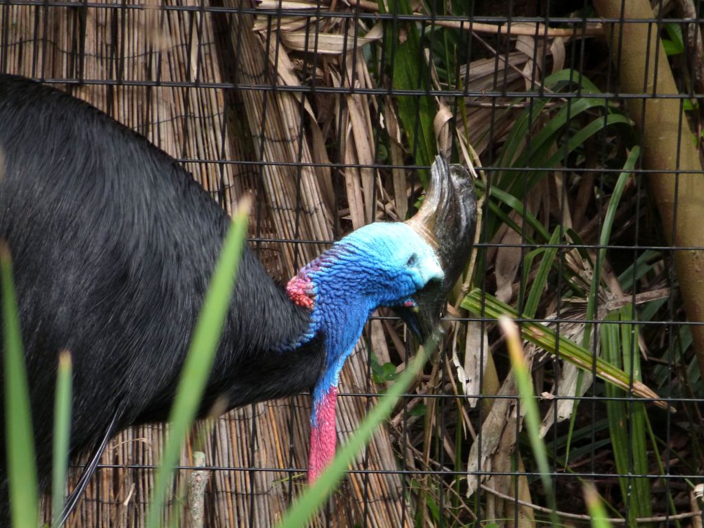 Southern Cassowary (Casuarius casuarius) Brevard Zoo by Lee