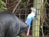 Southern Cassowary (Casuarius casuarius) Brevard Zoo by Lee